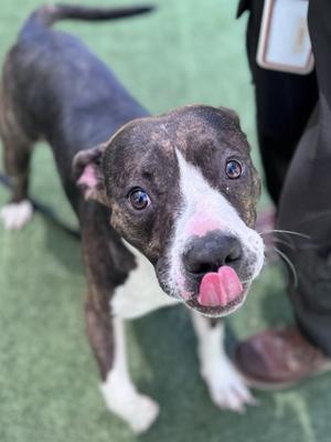 Stephanie, American Pit Bull Terrier and Boxer, young, available for adoption