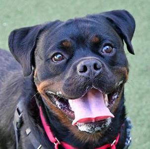 Prince Eric, Rottweiler Mix, young, available for adoption
