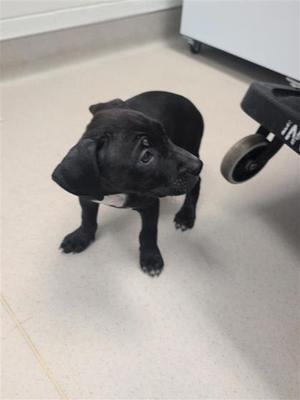 Micah, American Pit Bull Terrier Mix, puppy, available for adoption