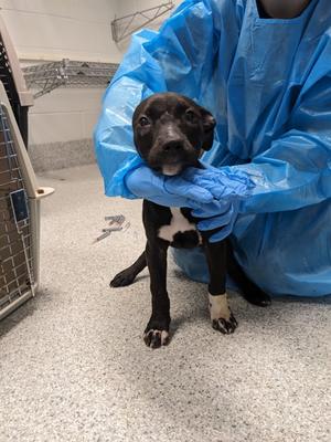 Penelope, American Pit Bull Terrier Mix, puppy, available for adoption