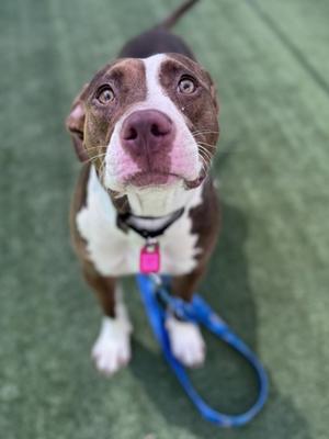 A brown and white dog with a pink collar and a blue leash, looking up at the camera.