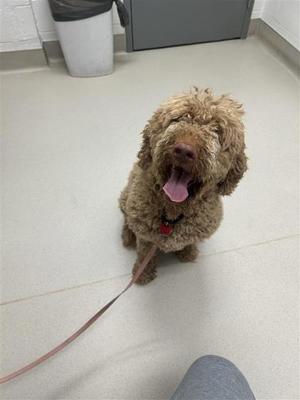 A brown, curly-haired dog sitting on a tiled floor, looking up with its tongue out. The dog is wearing a red collar and is attached to a leash.