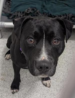 a black dog with a white stripe on its face looking directly at the camera