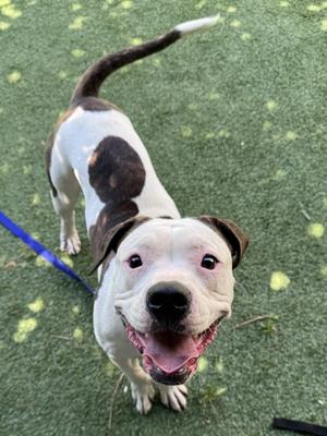 A happy dog with a white and brown coat, standing on a green artificial turf, looking up with its mouth open and tongue out.
