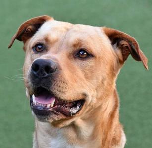 Sega, Pit Bull Terrier Mix, adult, available for adoption