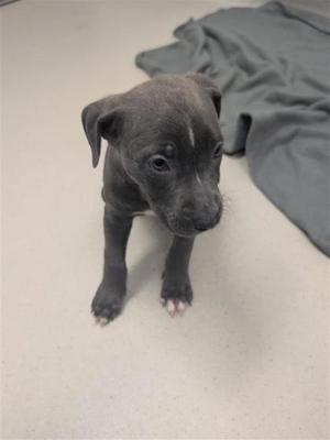a small black puppy standing on a white floor