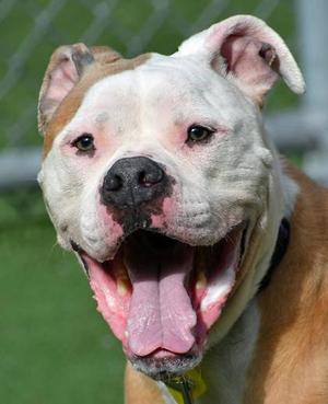 Lotus, Pit Bull Terrier Mix, adult, available for adoption
