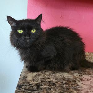 April, adult, available for adoption
