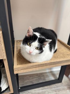 Cookie, adult, available for adoption