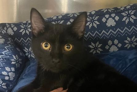 A black cat with yellow eyes sitting on a blue blanket with white snowflake patterns.