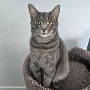 A gray tabby cat sitting in a cat bed