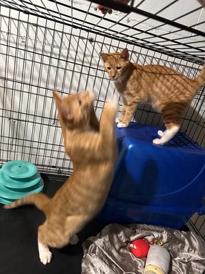 Bert and Ernie, young, available for adoption