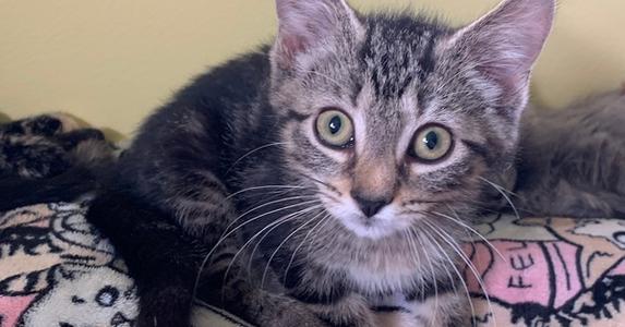 Bud, kitten, available for adoption