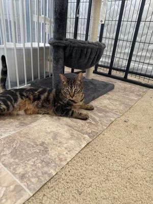 Brownie, kitten, available for adoption