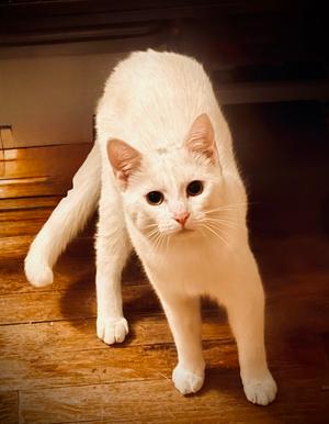 Bug, kitten, available for adoption