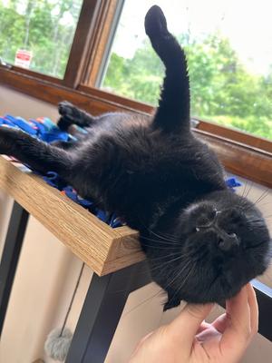 Big Boy, adult, available for adoption