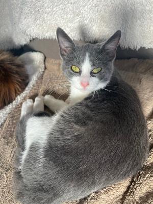 A gray and white cat with bright yellow eyes is lying on a soft, textured surface, looking directly at the camera.