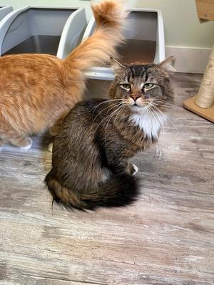 Burr, young, available for adoption