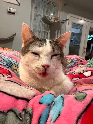 Chopstick, young, available for adoption