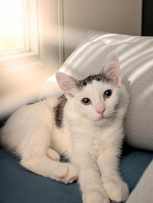 A white cat with black markings on its head and back is lying on a blue surface, possibly a couch or chair, with sunlight streaming in from a window behind it. The cat is looking directly at the camera with its ears perked up.