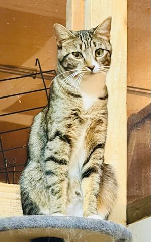 Briar, available for adoption