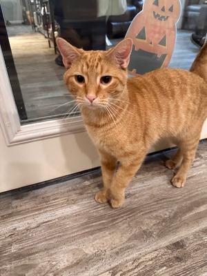 Dash, young, available for adoption