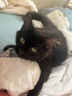Bambi, available for adoption