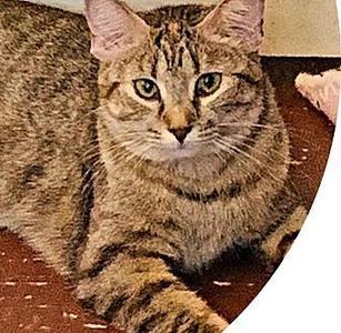 Button, adult, available for adoption