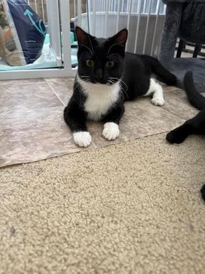 Cookie, kitten, available for adoption