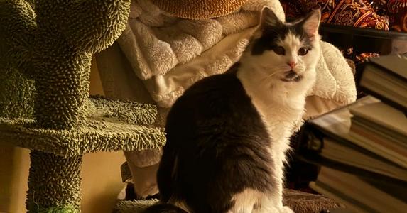 Bear, available for adoption