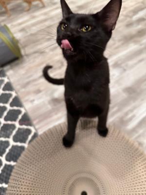 Agatha, young, available for adoption