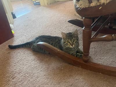 Claudia, kitten, available for adoption