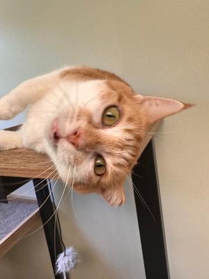 Candy, adult, available for adoption