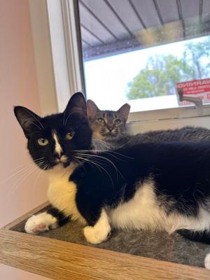 Benny, young, available for adoption