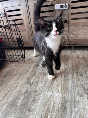 A black and white cat with a white chest and paws, walking on a wooden floor.