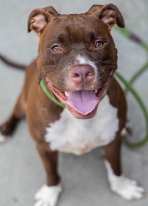 Alpha, Mixed Breed, young, available for adoption