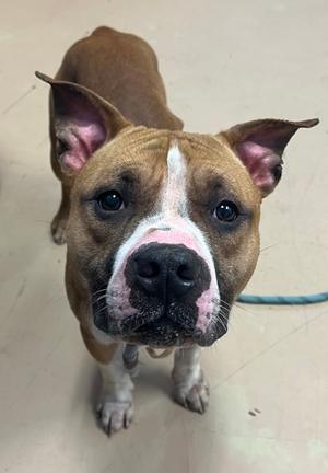Aprium, Mixed Breed, young, available for adoption