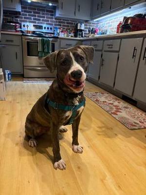 Agostino Rocchi, Mixed Breed, young, available for adoption