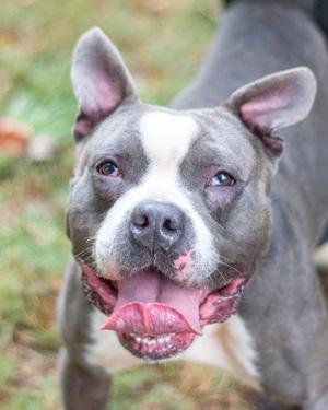 A gray and white dog with a happy expression, its tongue out, standing outdoors.