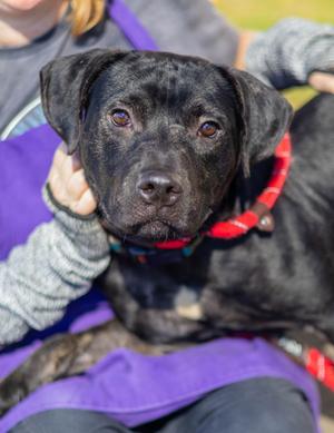 Argento, Mixed Breed, young, available for adoption