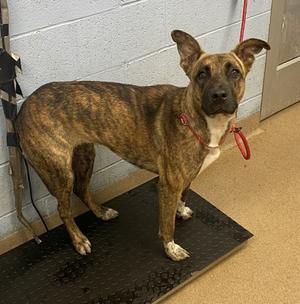 Abrielle, Mixed Breed, young, available for adoption