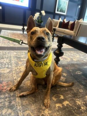 Andrielle, Mixed Breed, adult, available for adoption
