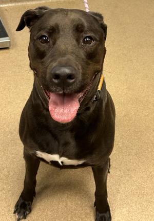 Alejandro, Mixed Breed, adult, available for adoption
