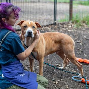 Anubis, Mixed Breed, adult, available for adoption
