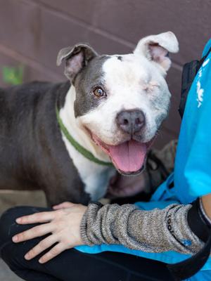 Alice Cooper, Mixed Breed, senior, available for adoption