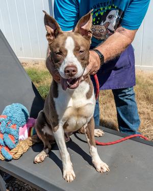 Arbor, Mixed Breed, young, available for adoption