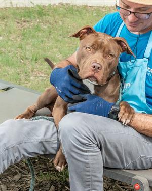 Anniston, Mixed Breed, adult, available for adoption