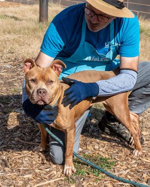 Adelaide, Mixed Breed, adult, available for adoption