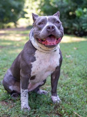 A gray and white American Pit Bull Terrier sitting on green grass in a park.