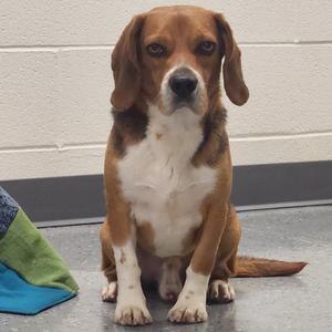 Paul McCartney, Beagle, adult, available for adoption